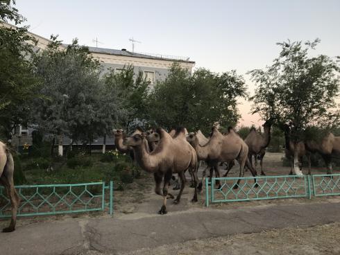 Camels visit us near hotel.Baikonur.