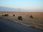 Camels near Baikonur