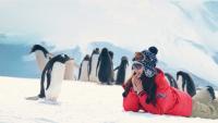 Pinguines in North Pole