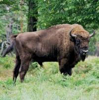 Belarusian bison, tour to Belarus