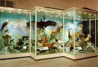 Exposition im Darwin Museum in Moskau