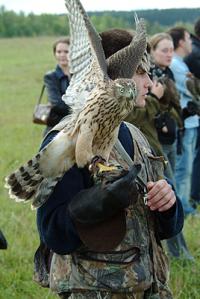 caza de falcon