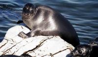 Baikal Seal - Nerpa