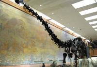 Exkursion im Paläontologischen Museum
