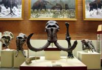 El Museo de Paleontología 